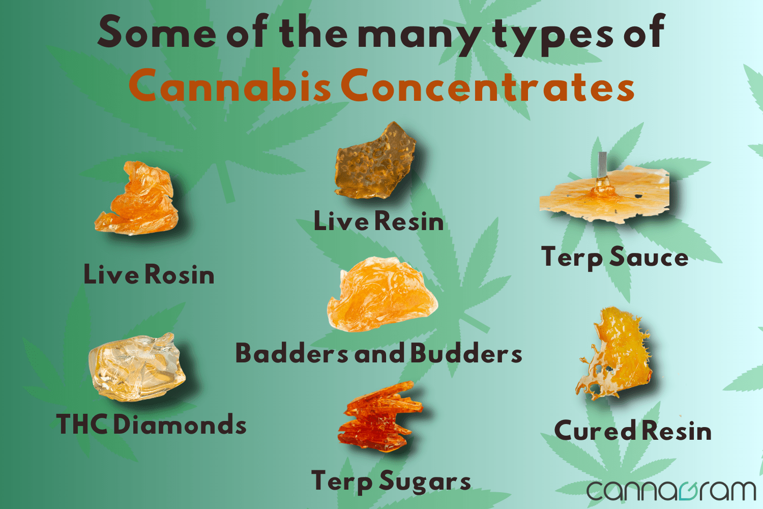 A Comprehensive Guide To 7 Popular Types Of Cannabis Concentrates Cannagram