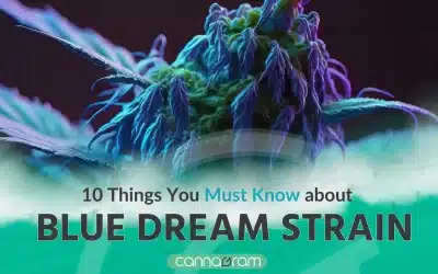 The incredible Blue Dream Strain: 10 Crucial Insights You Must Know Before You Dive In