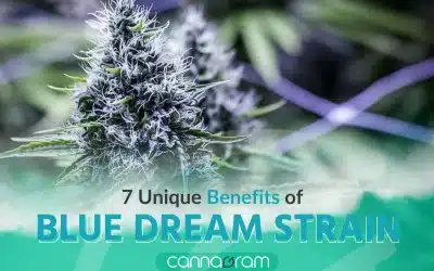 7 Unique Benefits of Blue Dream Strain