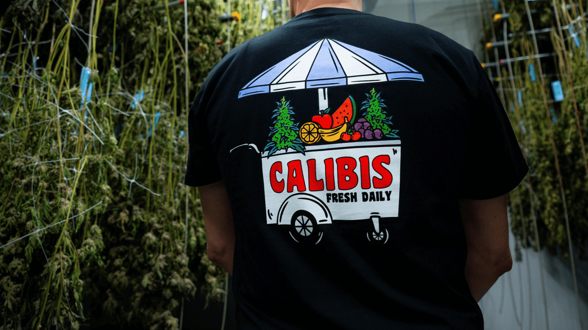 Calibis Farms representative wearing a branded shirt, surrounded by cannabis plants, emphasizing their commitment to quality and innovation.