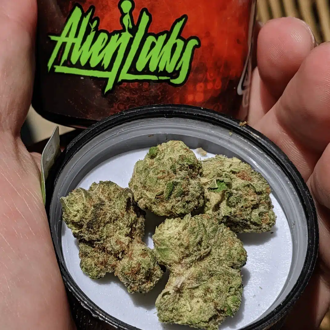 Open jar of Alien Labs cannabis flower held in hand, showcasing dense buds and premium quality.