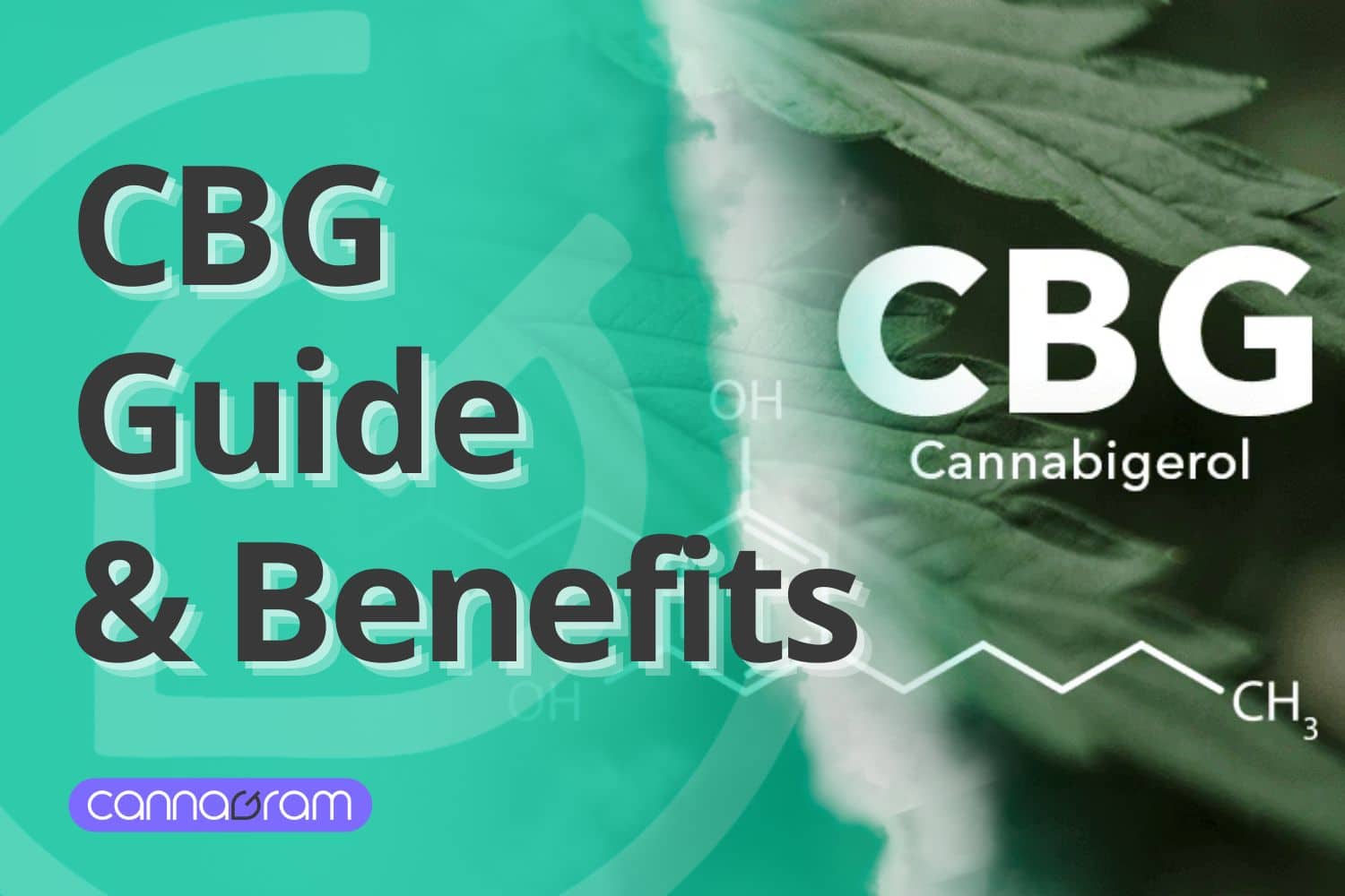 A checklist and magnifying glass with premium cannabis flower, illustrating four things to consider before buying high-quality cannabis, with Cannagram logo.