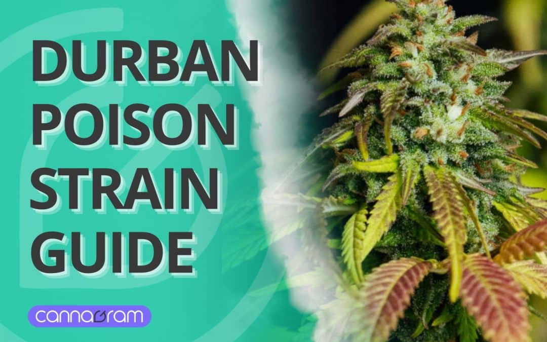 Durban Poison Strain 2025: The Guide to This Power Pure Sativa