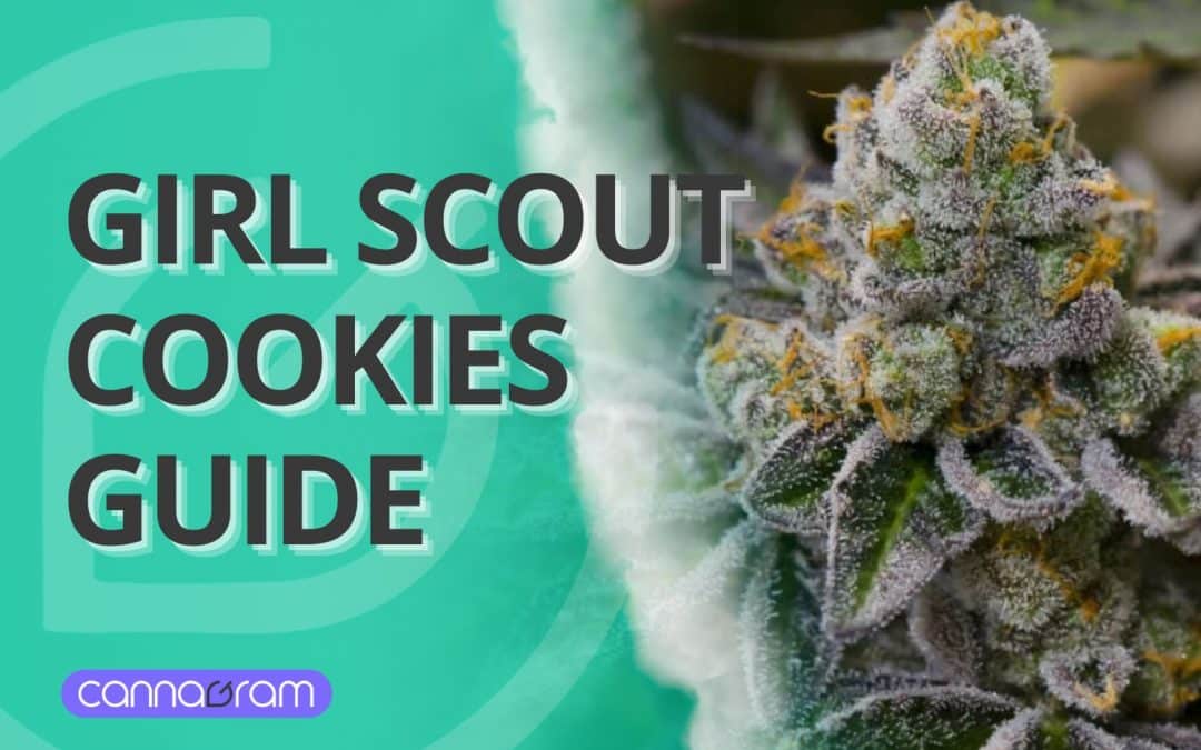 Girl Scout Cookies Strain 2025: The Definitive Guide to This Potent Hybrid