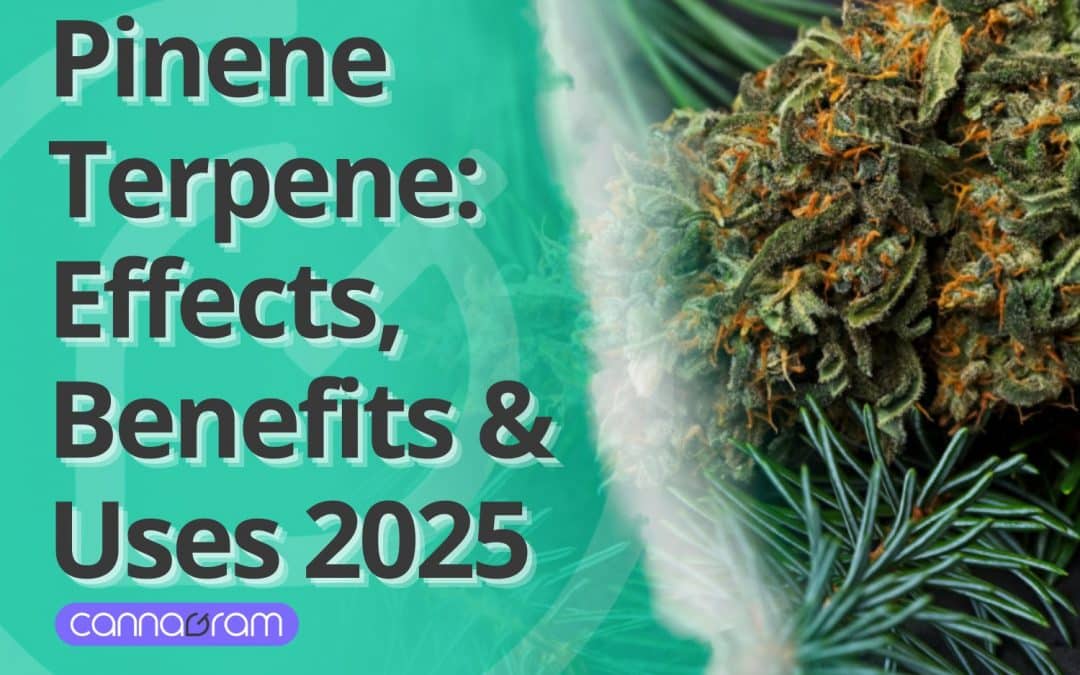 Pinene Terpene: Effects, Benefits & Best Uses 2025