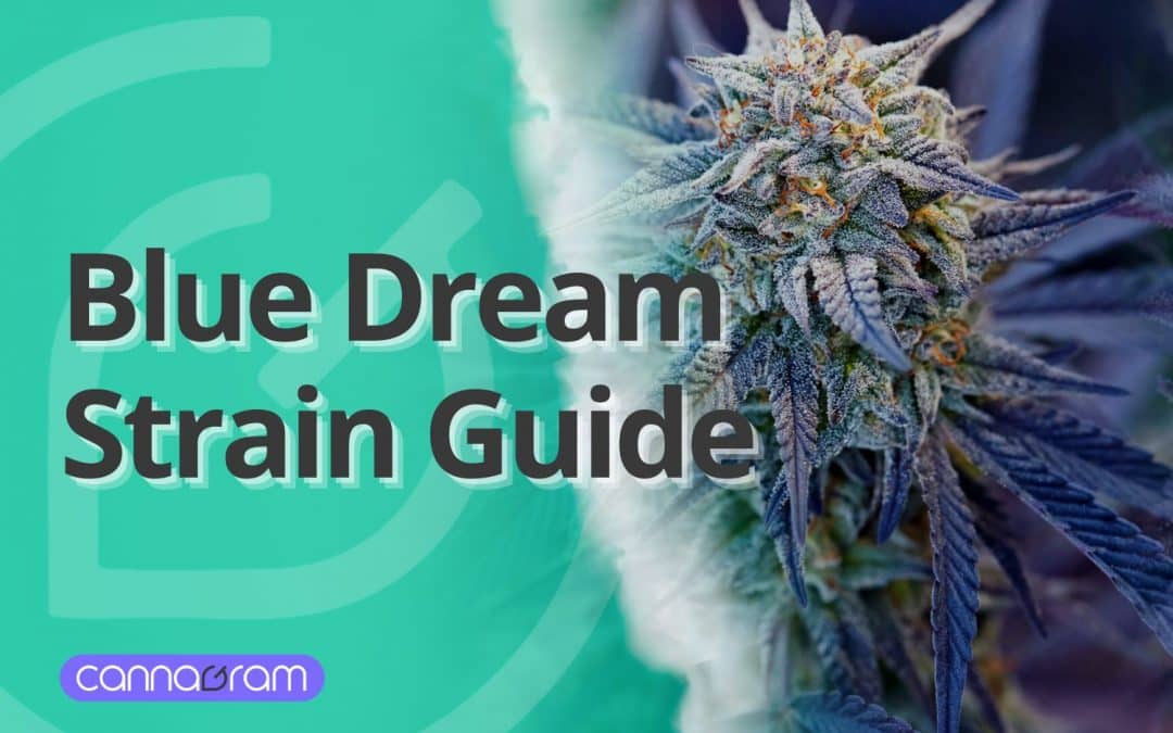 Blue Dream Strain: Effects, Benefits & Why It’s So Popular 2025