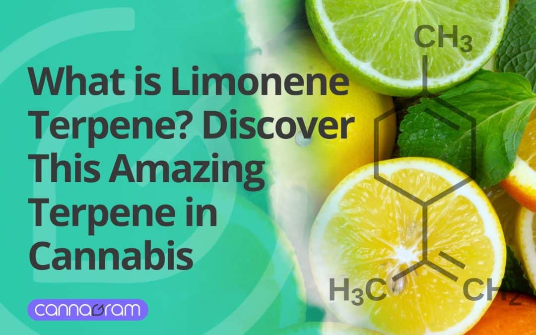 What is Limonene Terpene? 4 Amazing Therapeutic Properties