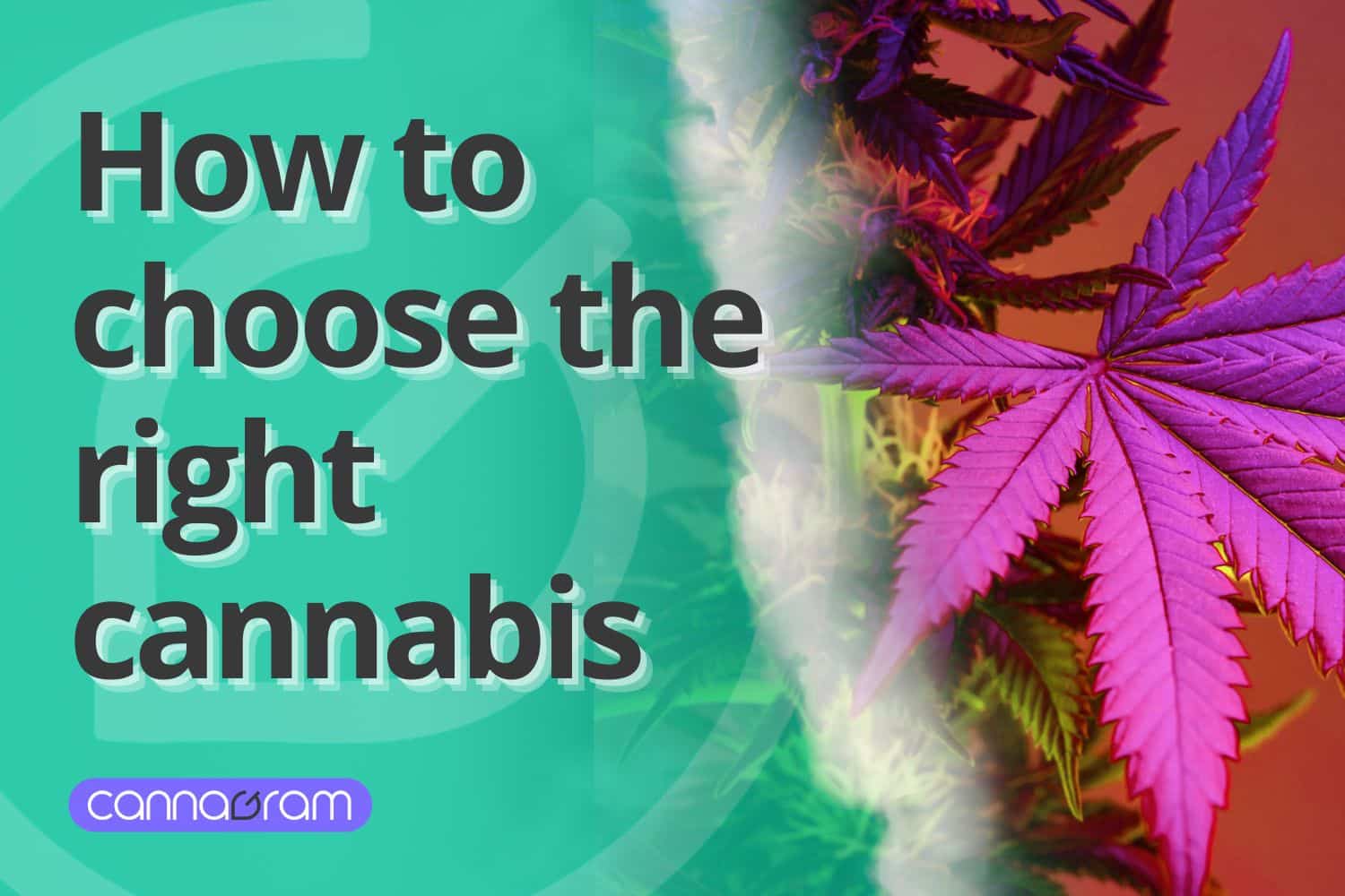 A checklist and magnifying glass with premium cannabis flower, illustrating four things to consider before buying high-quality cannabis, with Cannagram logo.