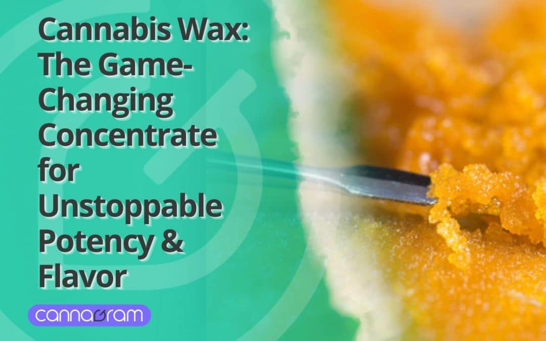 Close-up of Cannabis Wax, a sticky, potent concentrate being scooped with a dab tool, highlighting its rich texture and high terpene content.