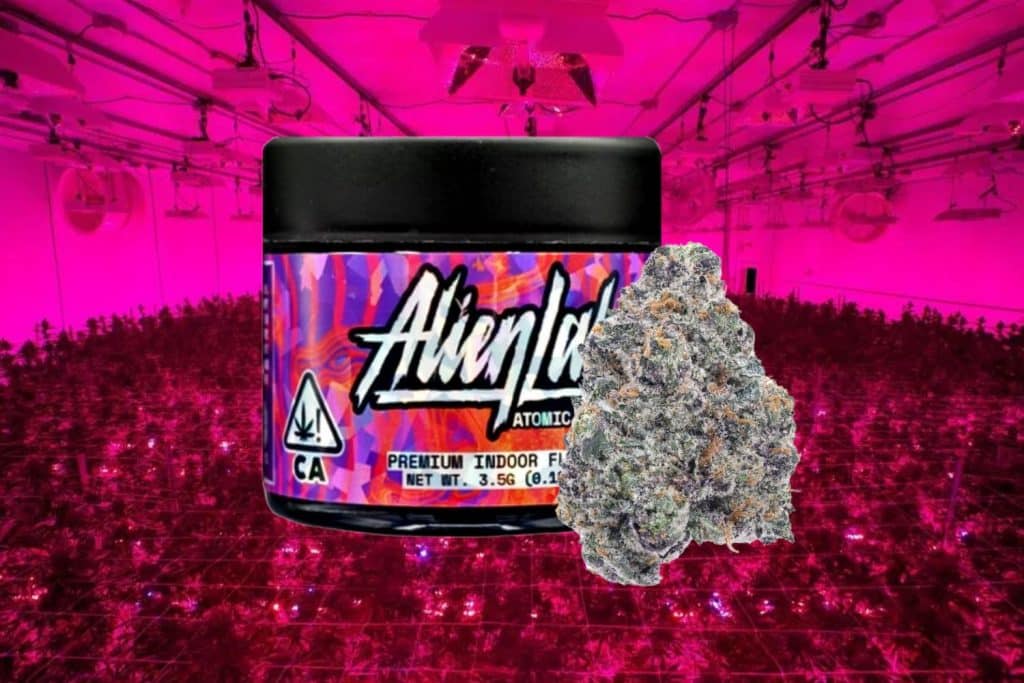 A jar of 'Alien Labs Atomic' premium indoor cannabis flower with a close-up of a trichome-rich cannabis bud. The background features a cannabis grow room bathed in bright pink LED light.