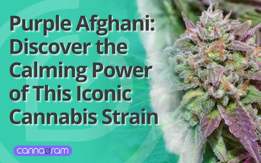 Purple Afghani: Discover the Calming Power of This Iconic Cannabis Strain