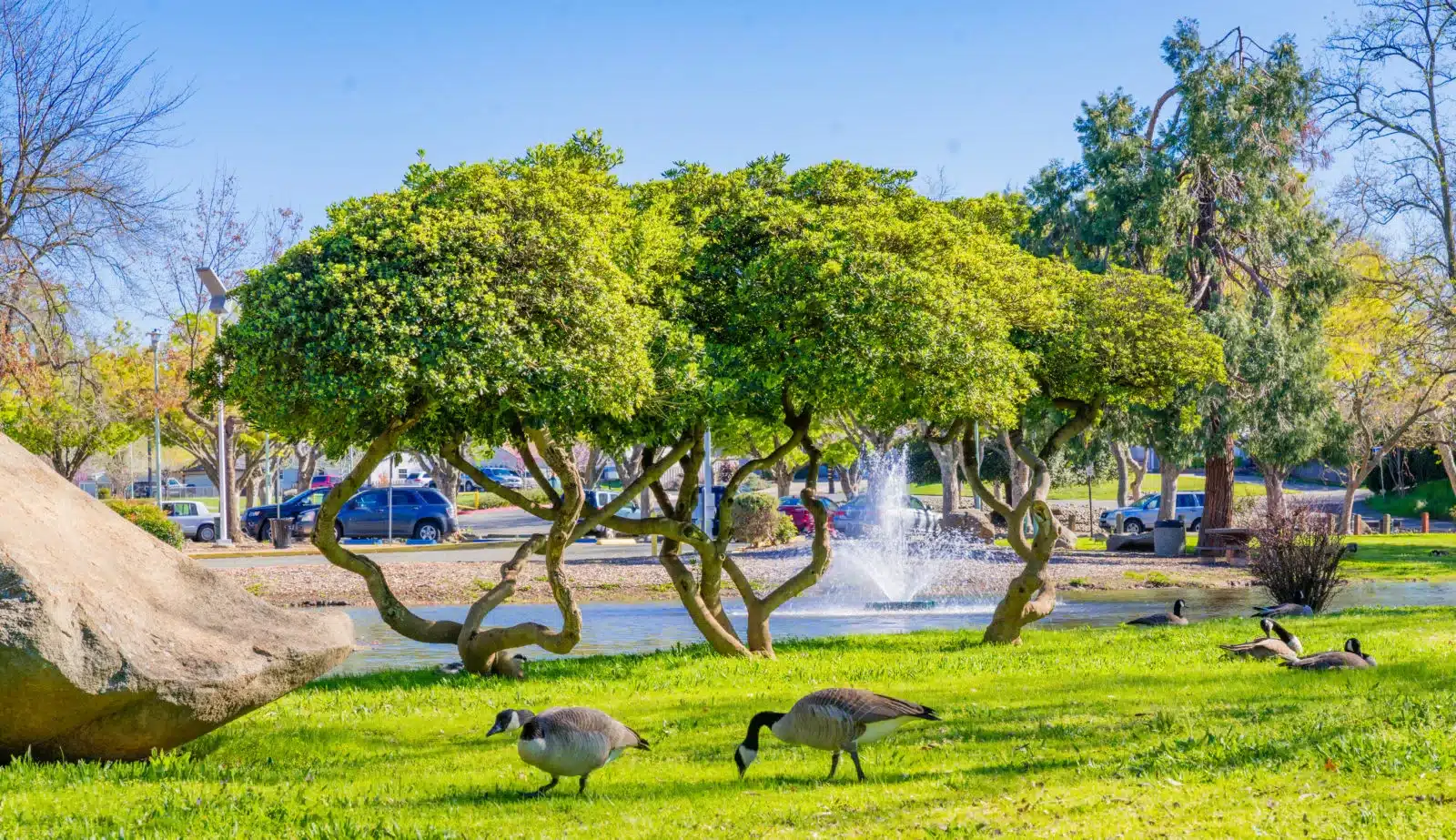 hagan-community-park-zoosanctuary Ducks grazing and fountain spraying at Hagan Community Park in Rancho Cordova, CA