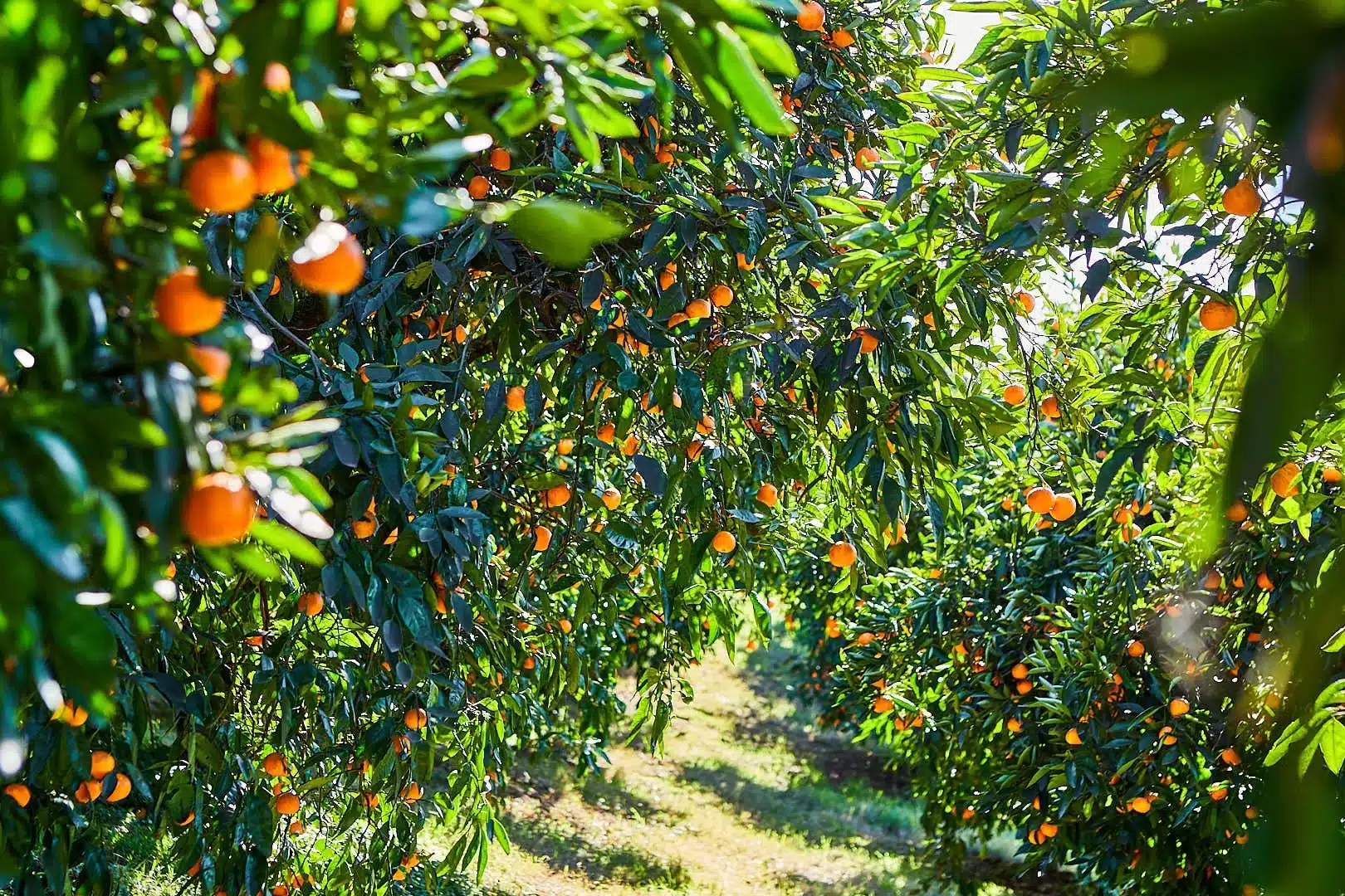 mandarin-hill-orchards Close-up of ripe, bright orange mandarin oranges hanging from the lush green branches of a tree at a Penryn, CA orchard.